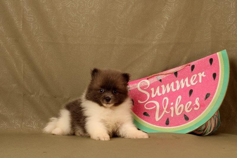 puppy, for, sale, Pomeranian, Matthew B. Stoltzfus, dog, breeder, Gap, PA, dog-breeder, puppy-for-sale, forsale, nearby, find, puppyfind, locator, puppylocator, aca
